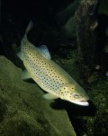 Salmo lacustris web.jpg